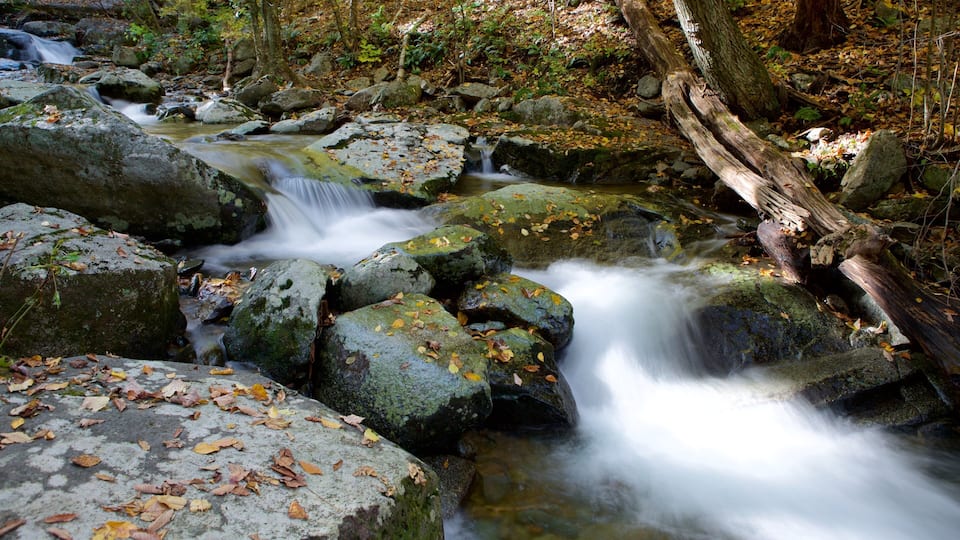 A stream flowing over rocks in a forested area with autumn leaves.