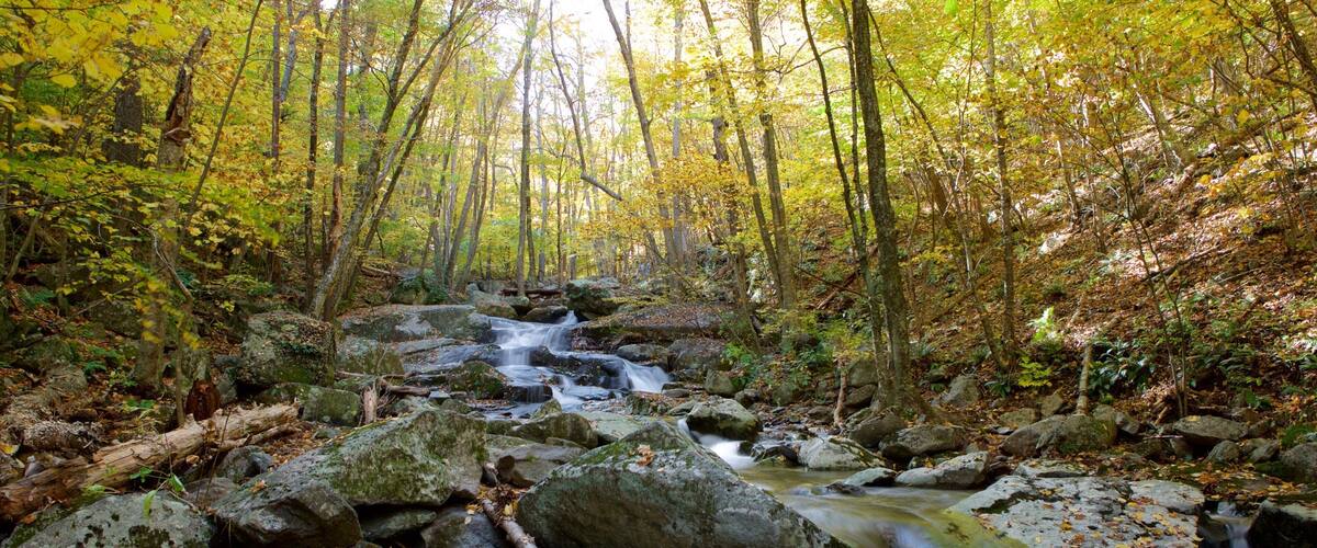 Parque Nacional Shenandoah mostrando imágenes de bosques y un río o arroyo
