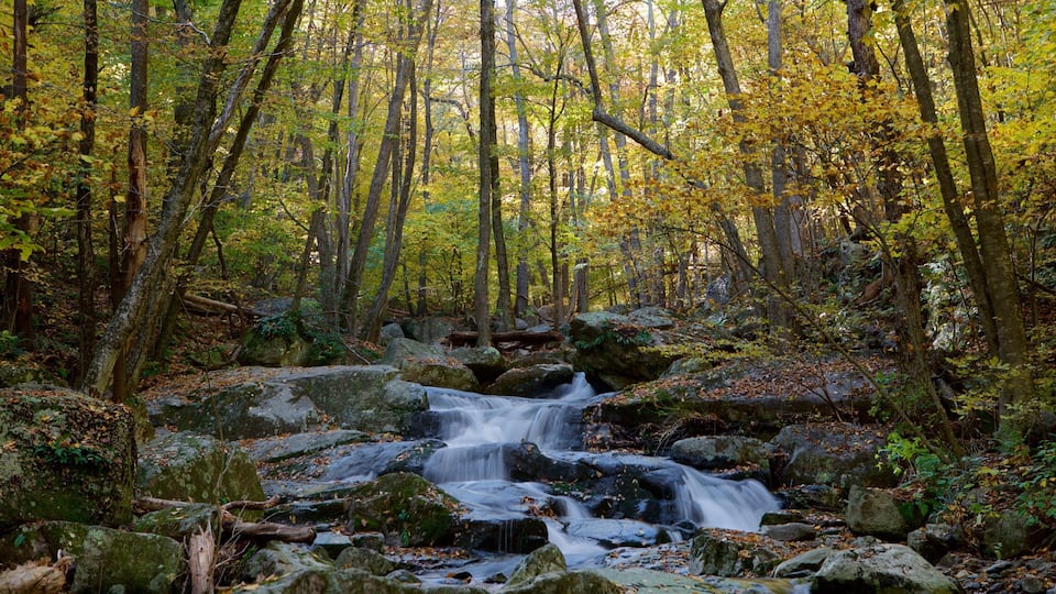 A forest with a waterfall surrounded by autumn-colored trees.