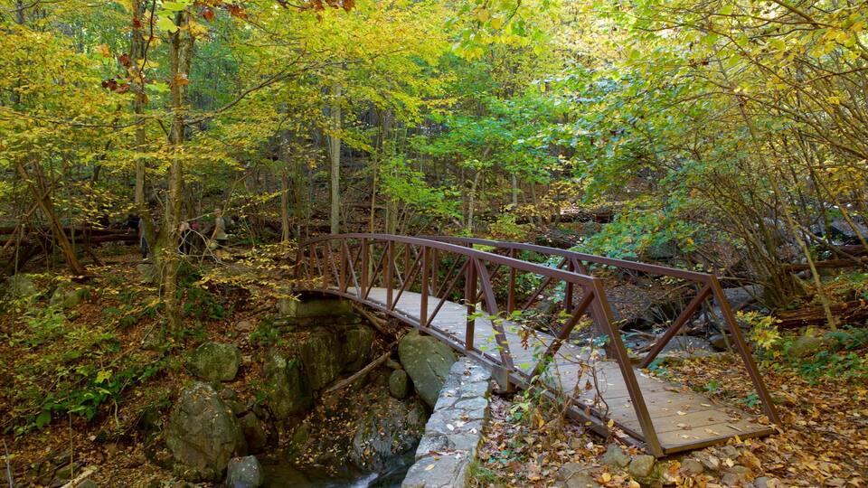 A rustic metal bridge over a rocky stream in a forested area.