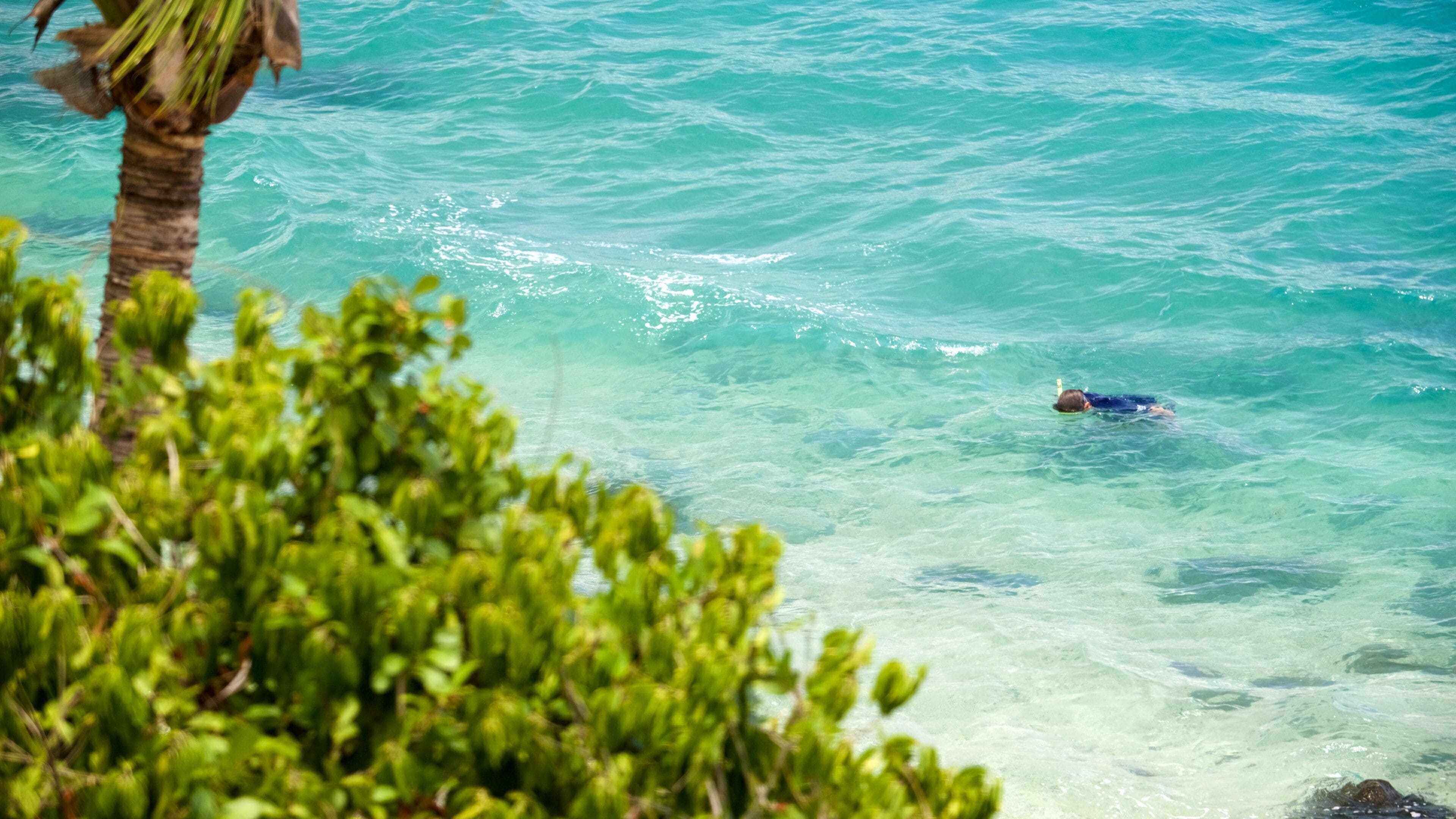 Lovers Cove featuring tropical scenes, snorkeling and general coastal views