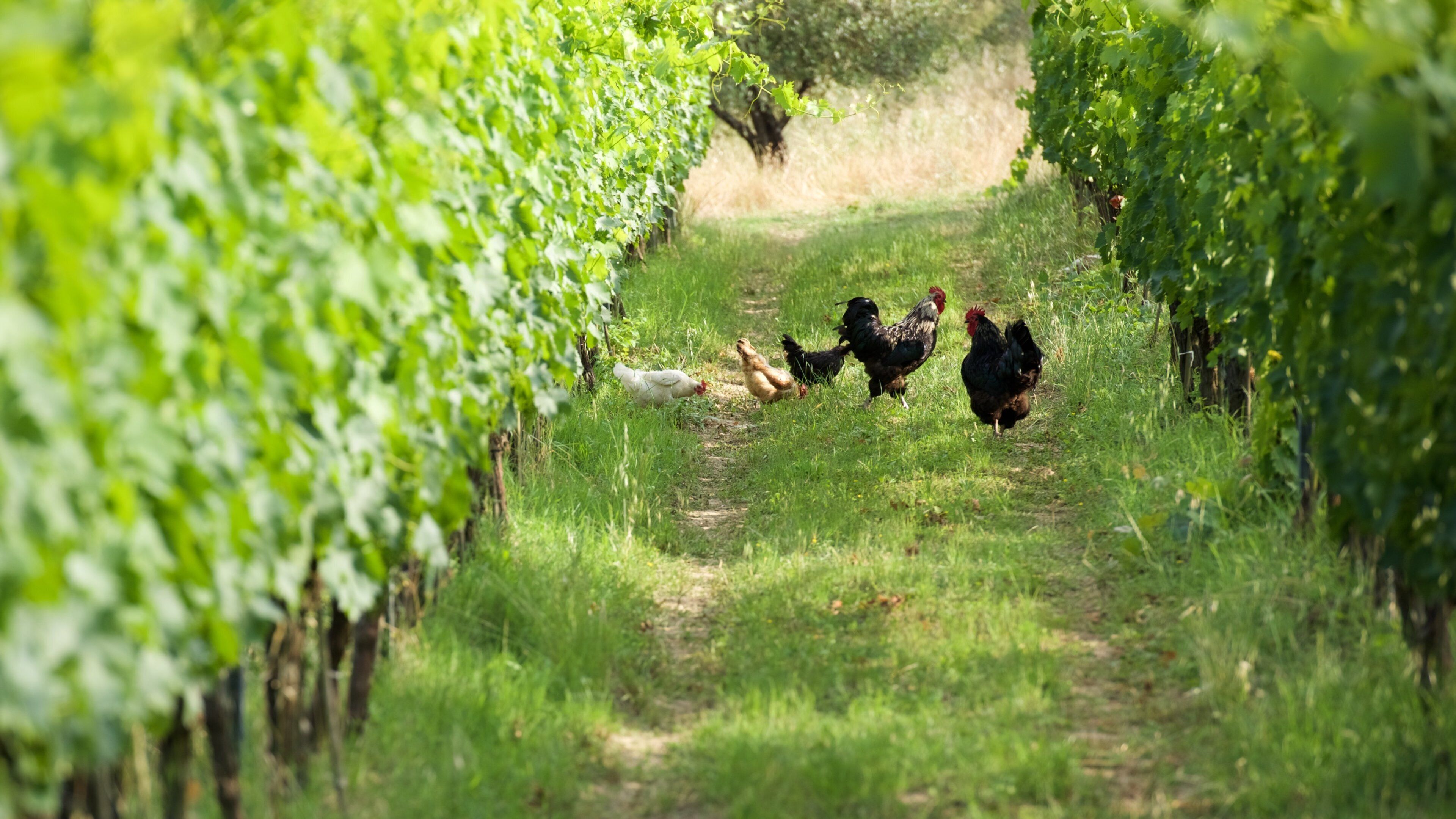 Castellina in Chianti som inkluderer åkre og dyr