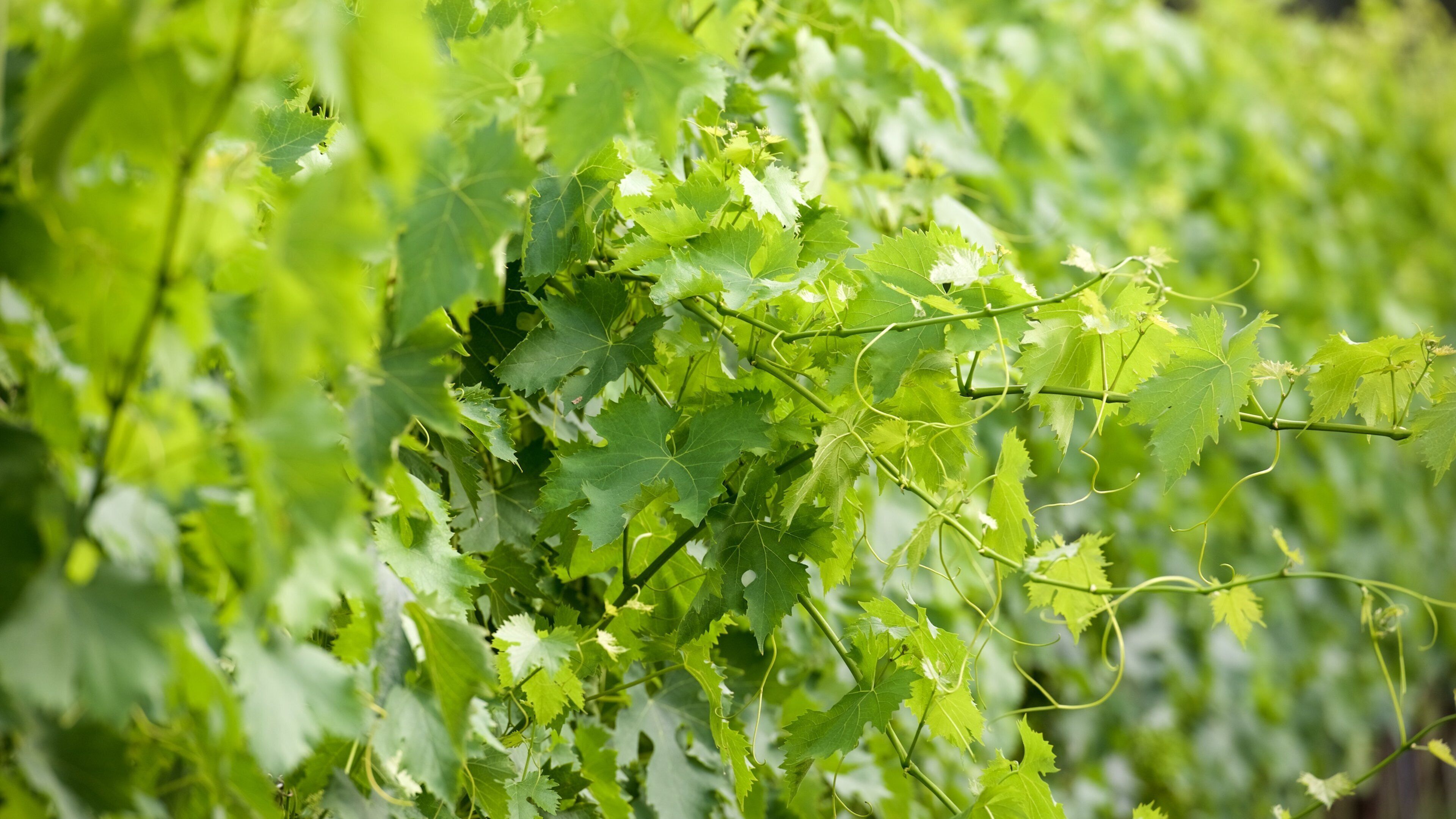 Castellina in Chianti