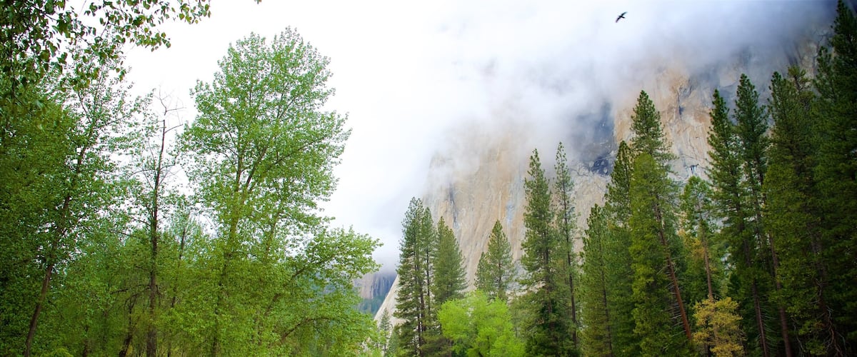 Parque Nacional Yosemite ofreciendo un río o arroyo, paisajes forestales y niebla