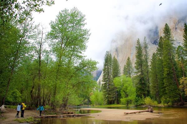 Yosemite National Park featuring forest scenes, a river or creek and mist or fog