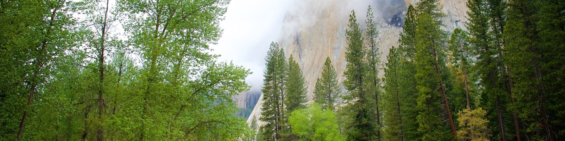 Yosemite National Park featuring forest scenes, a river or creek and mist or fog