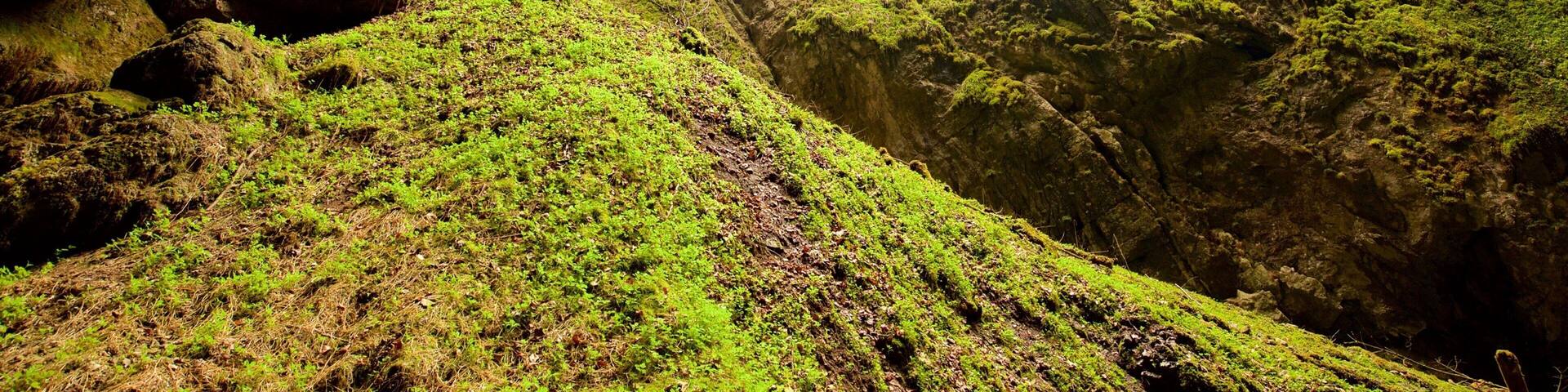 Un cañón verde exuberante con la entrada a una cueva.