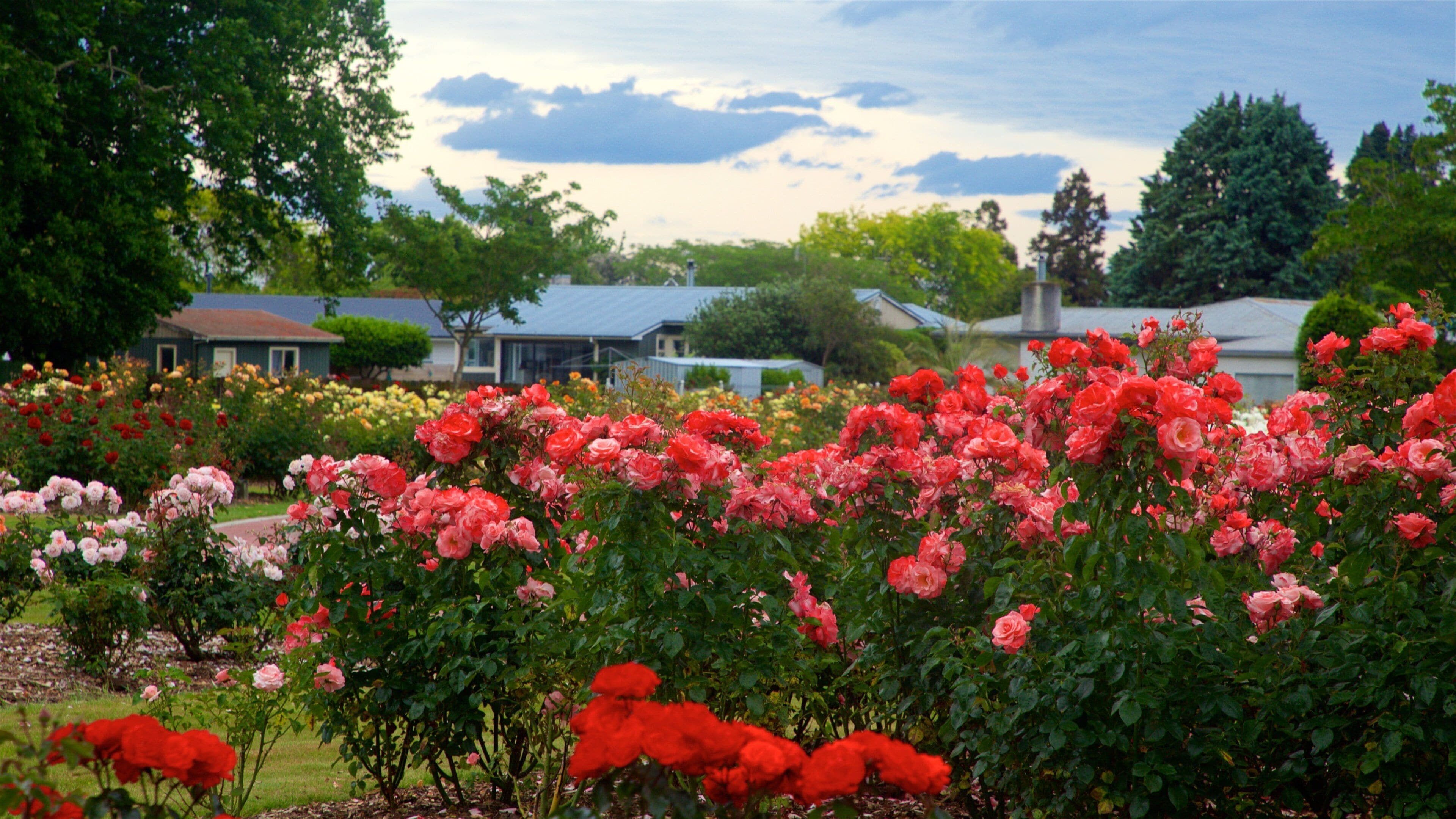Hastings som viser hage og blomster