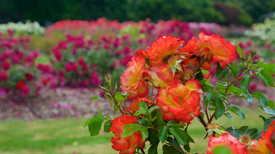 Hastings showing wildflowers