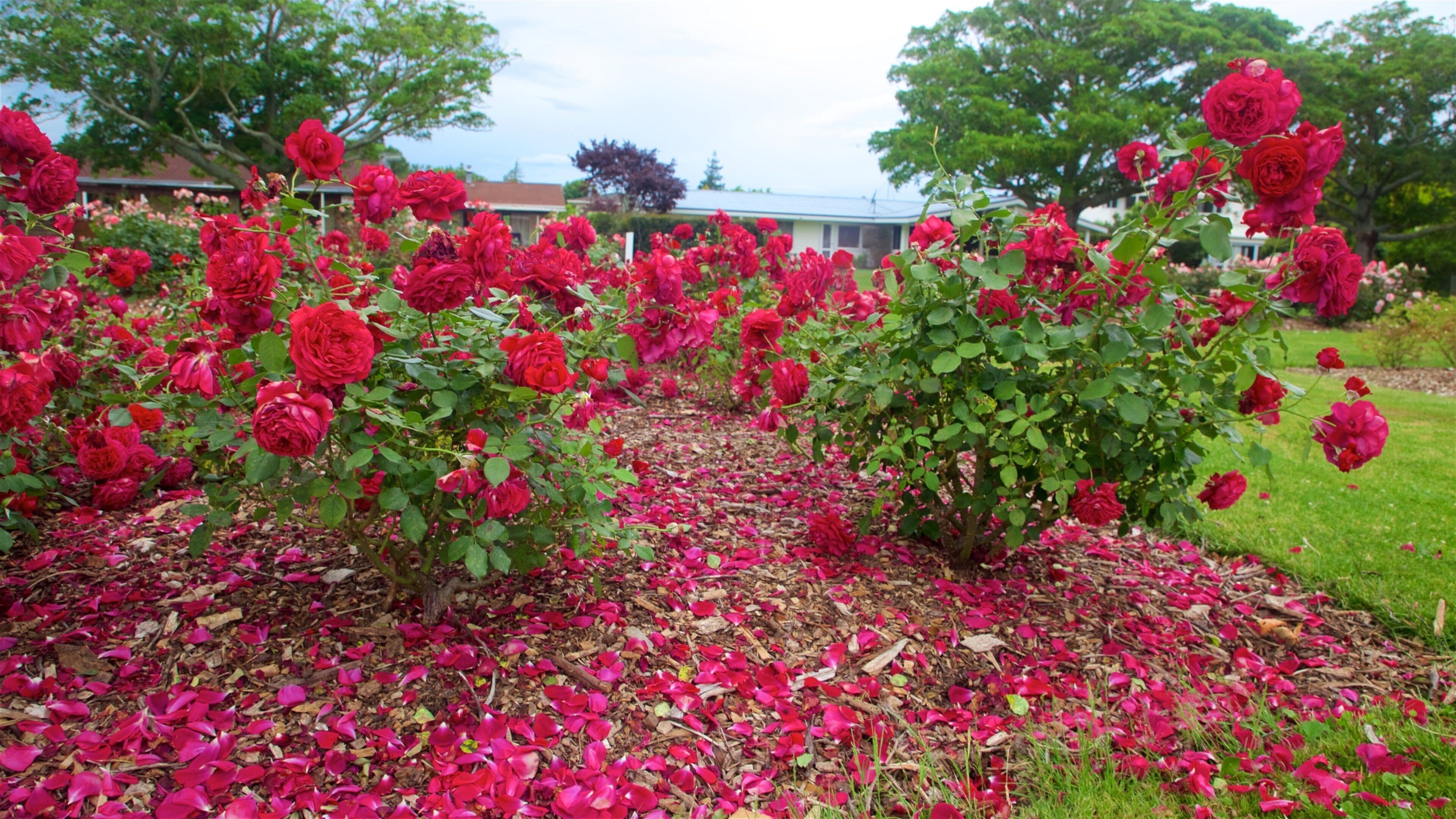 Hastings showing flowers and a garden