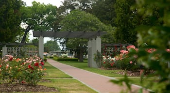 Hastings som omfatter blomster og en park