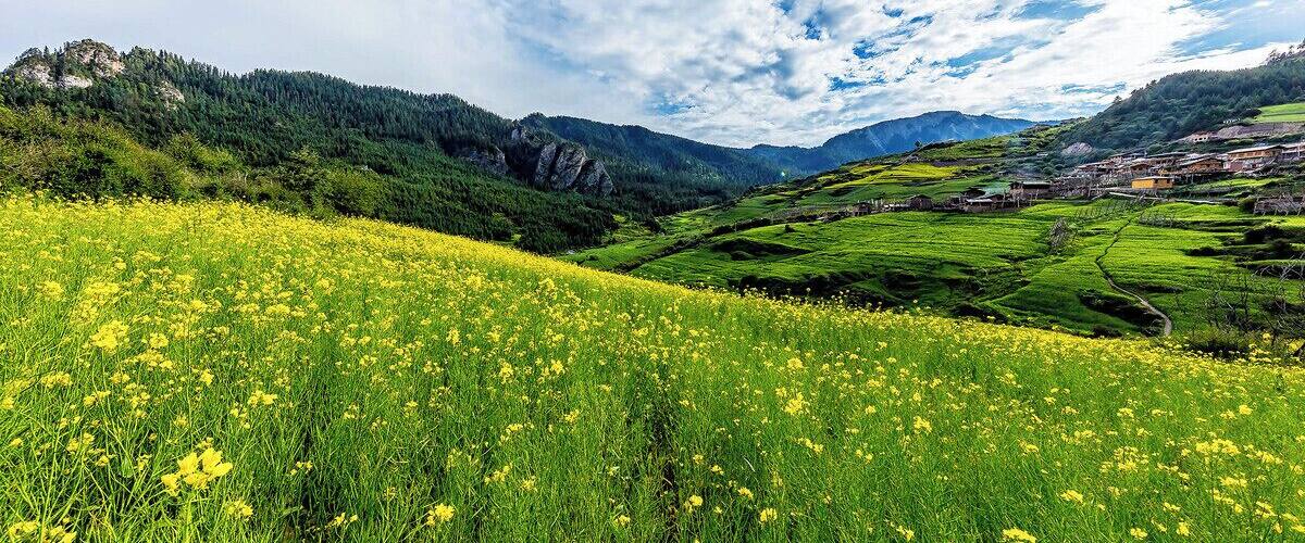 A valley with a field of yellow flowers, green hills, and a town in the background.