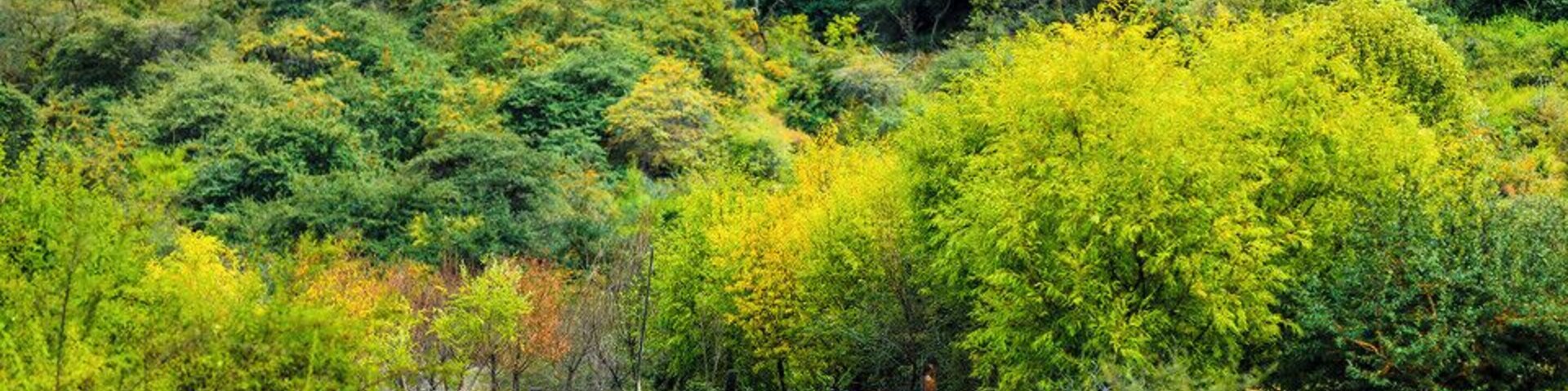 #Yarlung Zangbo Grand Canyon.
世界上最大的峡谷- #雅鲁藏布大峡谷
https://twitter.com/Beautifulgx