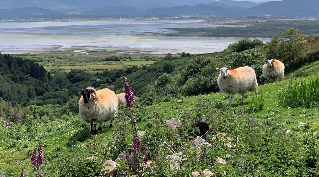 The Dingle Way - Camp to Annascaul, County Kerry Ireland