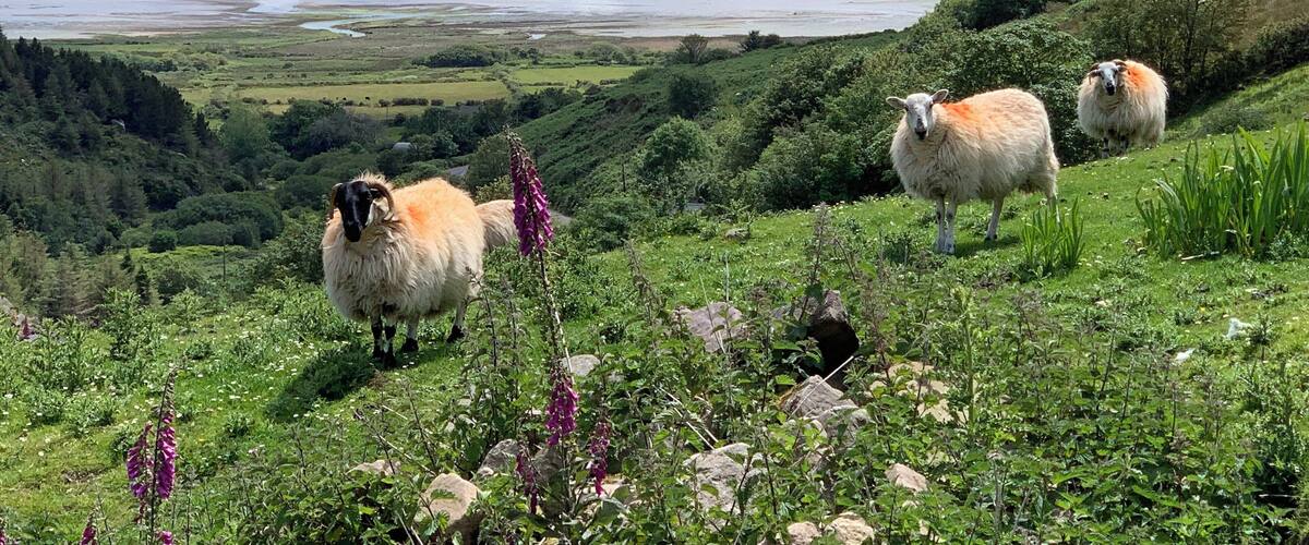The Dingle Way - Camp to Annascaul, County Kerry Ireland