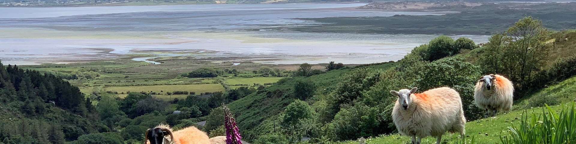 The Dingle Way - Camp to Annascaul, County Kerry Ireland
