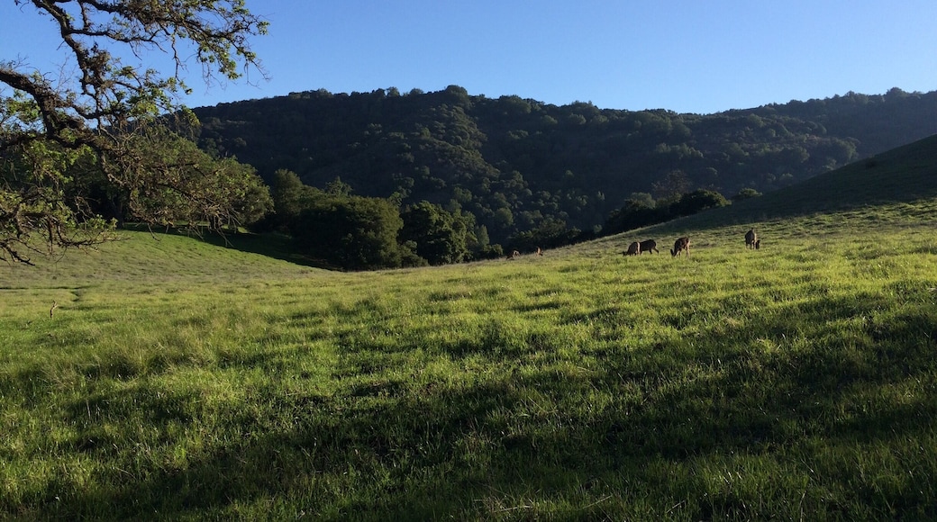 Rancho San Antonio is a very popular hiking spot, especially in winter when rare rain turns the pasture green, and deers come out to enjoy the mountain dew as the hikers enjoy watching them.