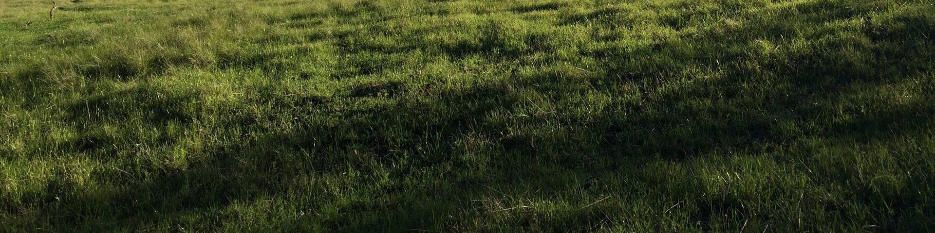 Rancho San Antonio is a very popular hiking spot, especially in winter when rare rain turns the pasture green, and deers come out to enjoy the mountain dew as the hikers enjoy watching them.