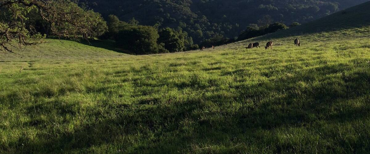 A grassy field with a tree on the left and a hill with trees in the background.