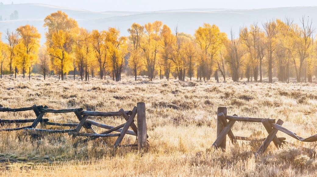 A rustic wooden buck and rail fence and an autumn landscape scene with backlit cottonwood trees in Jackson Hole, Wyoming.