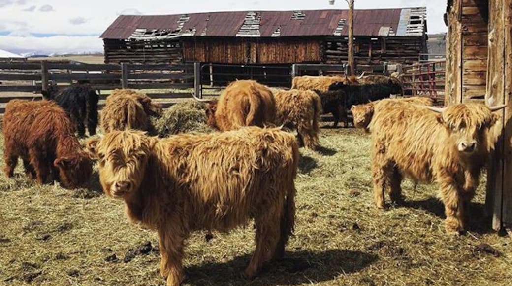 Visited High Plains Ranch this morning & they are the nicest people & the #animals were so friendly! These are #Scottish #cows I think which is why they are so shaggy 😊 #parkcounty #colorado #ranch