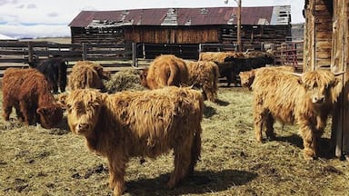 Visited High Plains Ranch this morning & they are the nicest people & the #animals were so friendly! These are #Scottish #cows I think which is why they are so shaggy 😊 #parkcounty #colorado #ranch