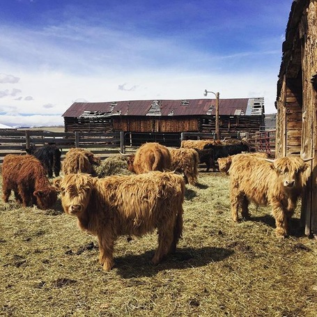 Visited High Plains Ranch this morning & they are the nicest people & the #animals were so friendly! These are #Scottish #cows I think which is why they are so shaggy 😊 #parkcounty #colorado #ranch