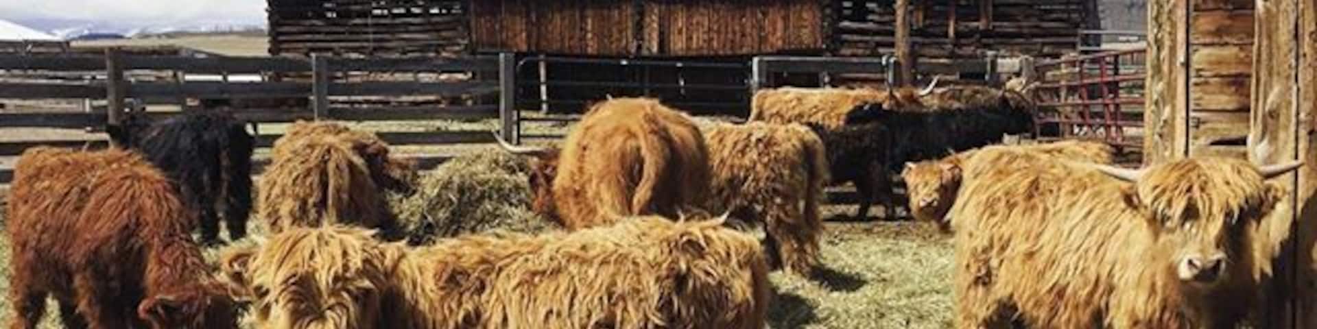 Visited High Plains Ranch this morning & they are the nicest people & the #animals were so friendly! These are #Scottish #cows I think which is why they are so shaggy 😊 #parkcounty #colorado #ranch
