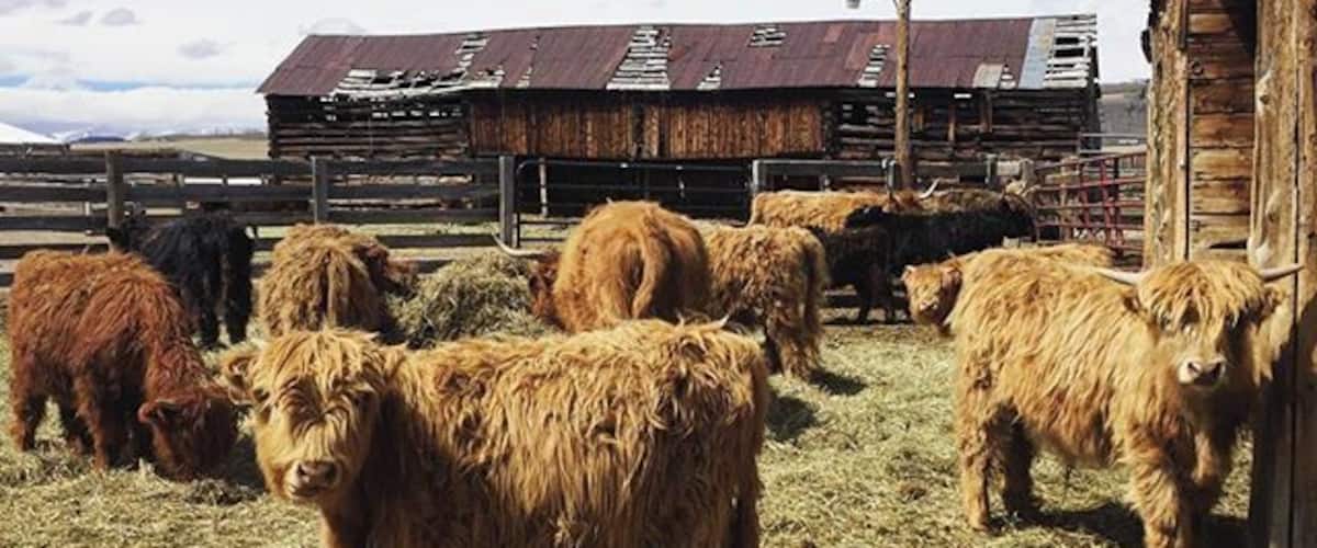 Highland cattle grazing in a farmyard with a rustic barn in the background.