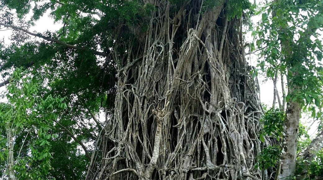 Balete Tree or so-called Millenium Tree. You can go in and come out the other way.
Taken last Nov 2015