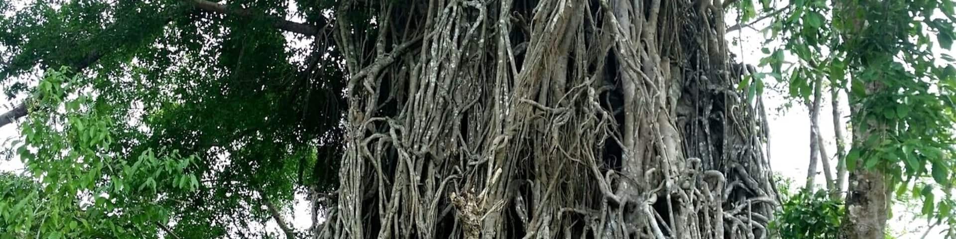 Balete Tree or so-called Millenium Tree. You can go in and come out the other way.
Taken last Nov 2015