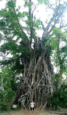 Balete Tree or so-called Millenium Tree. You can go in and come out the other way.
Taken last Nov 2015