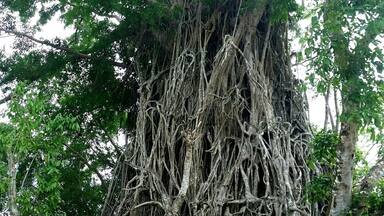 A large tree with extensive roots and a person standing in front of it.