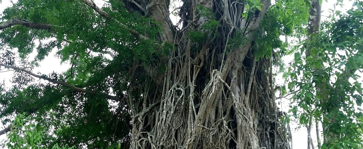 Balete Tree or so-called Millenium Tree. You can go in and come out the other way.
Taken last Nov 2015