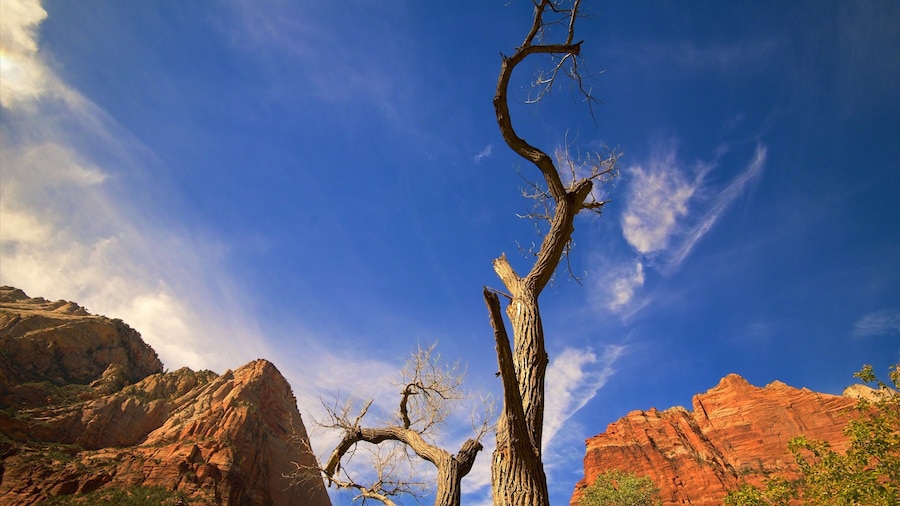 Zion National Park showing tranquil scenes