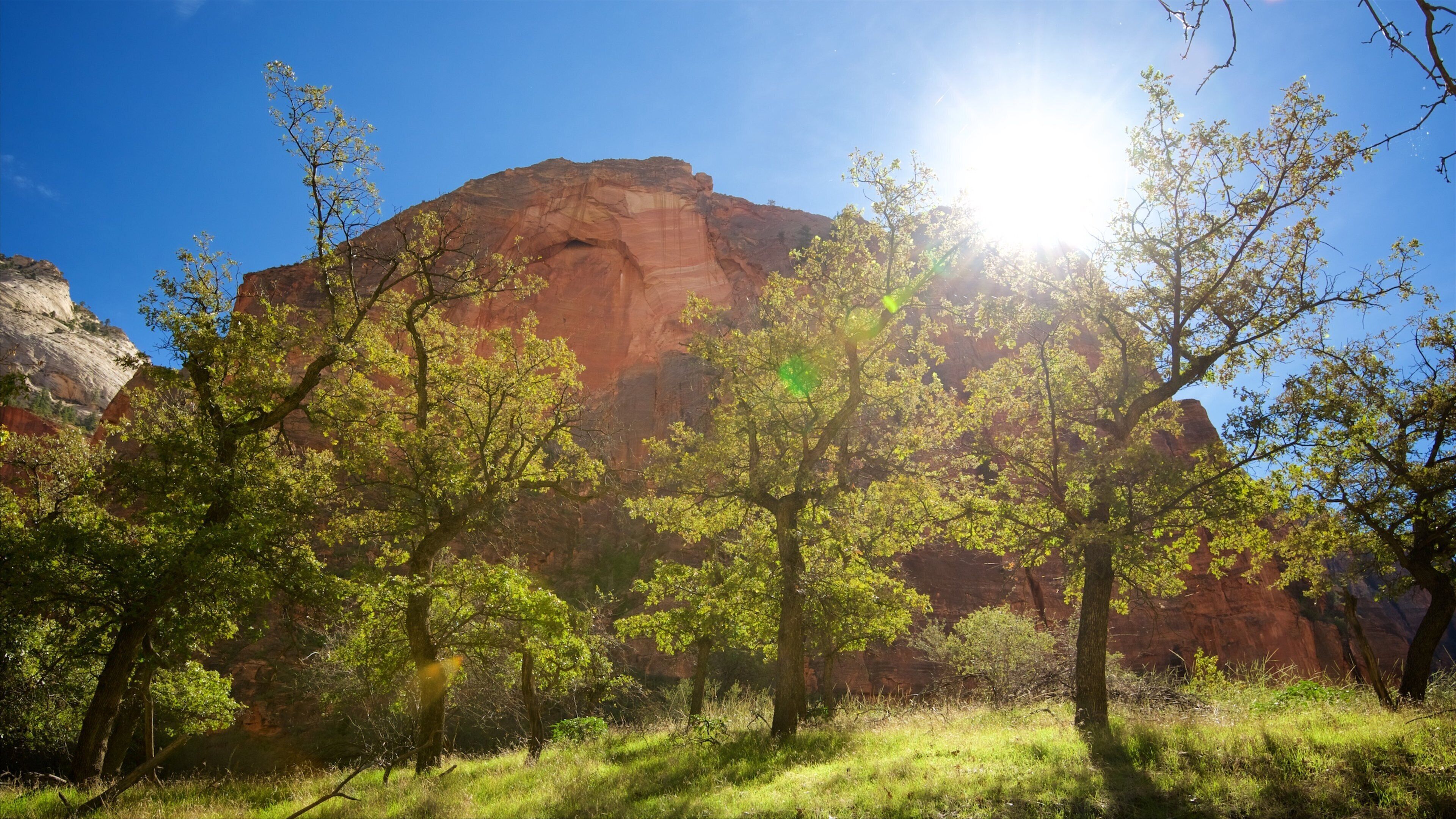 Zion National Park bevat bergen