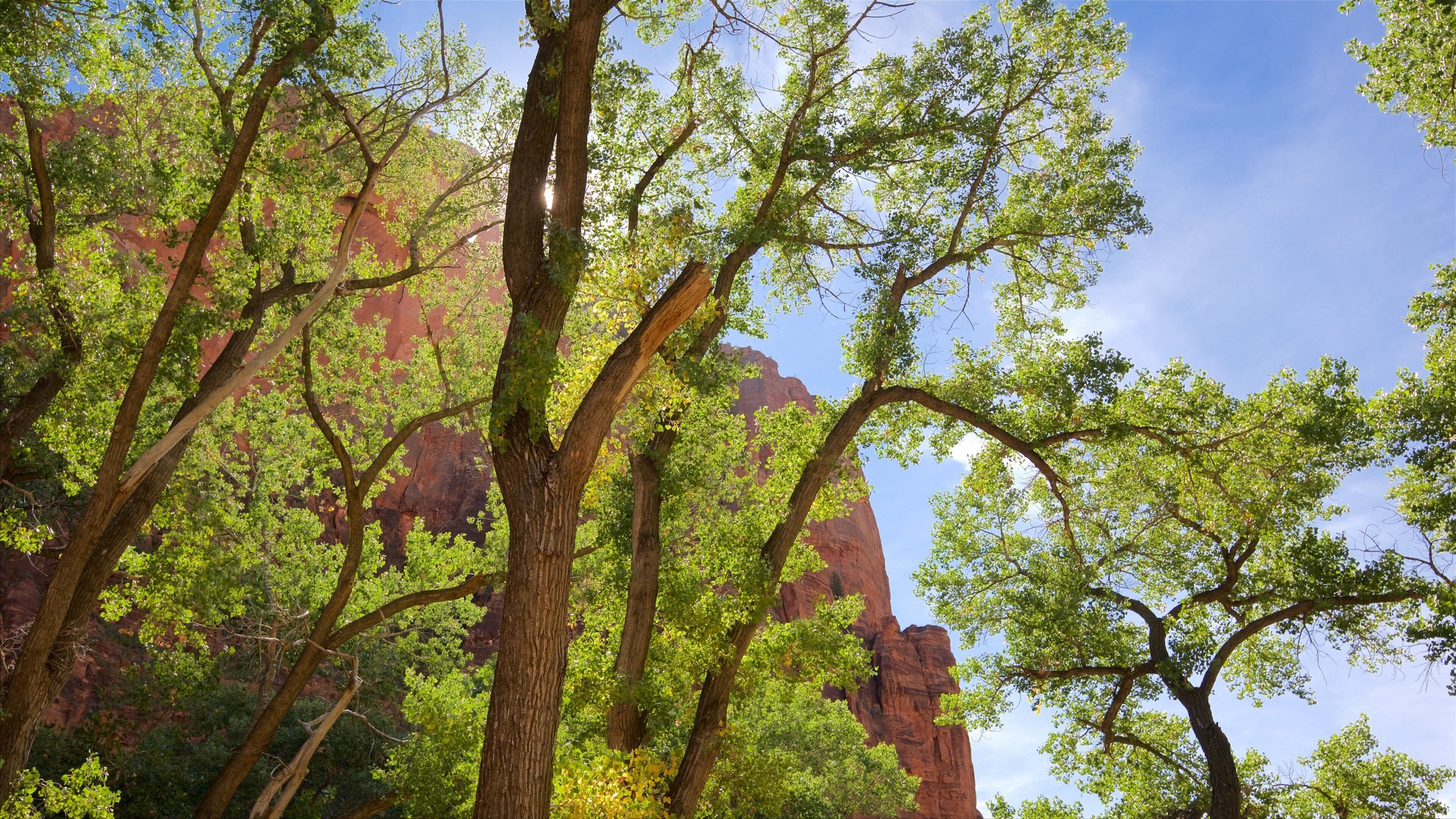 Zion National Park showing mountains and tranquil scenes