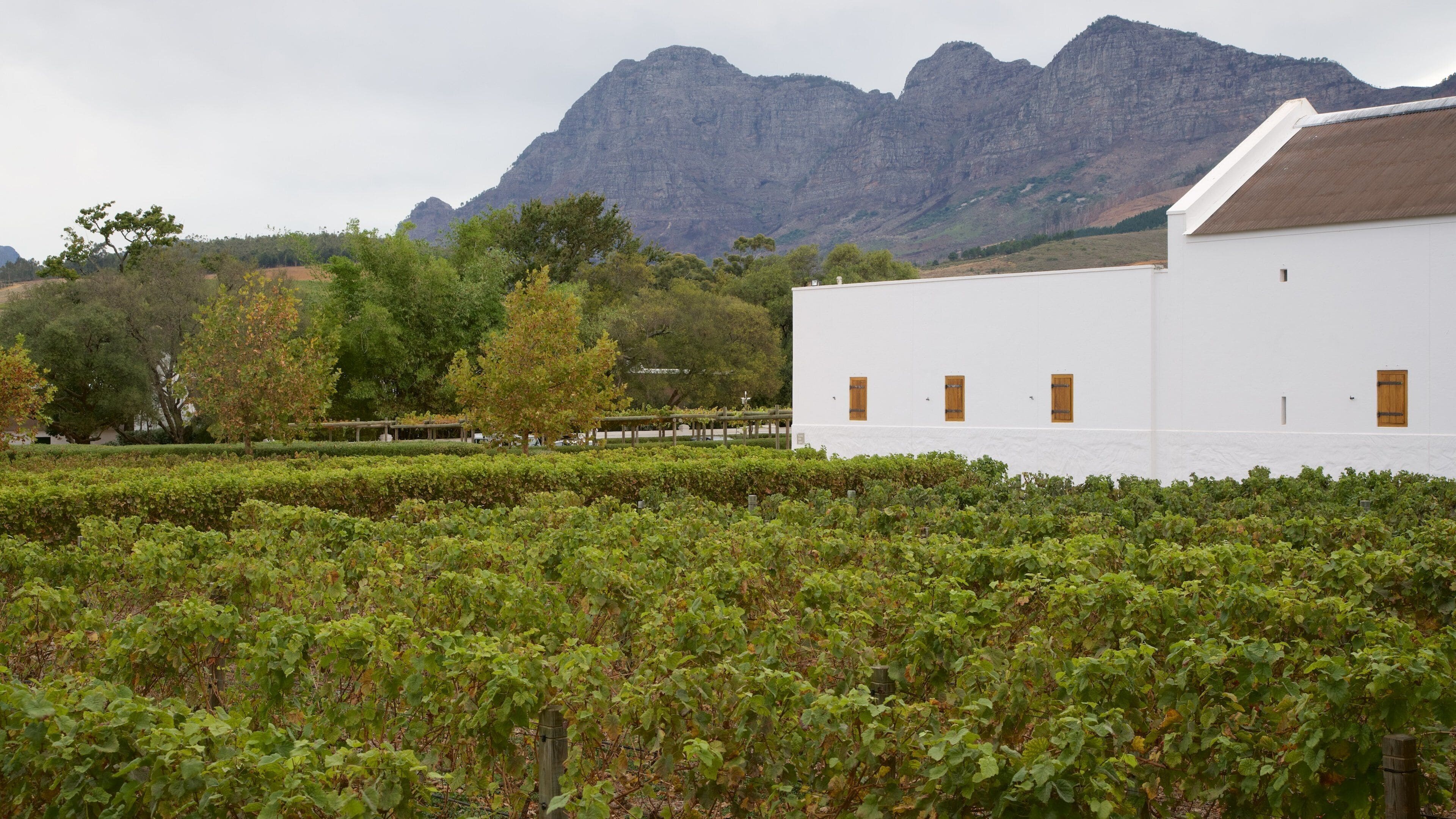 A vineyard with rows of grapevines, a white building with wooden doors, and a mountain range in the background.