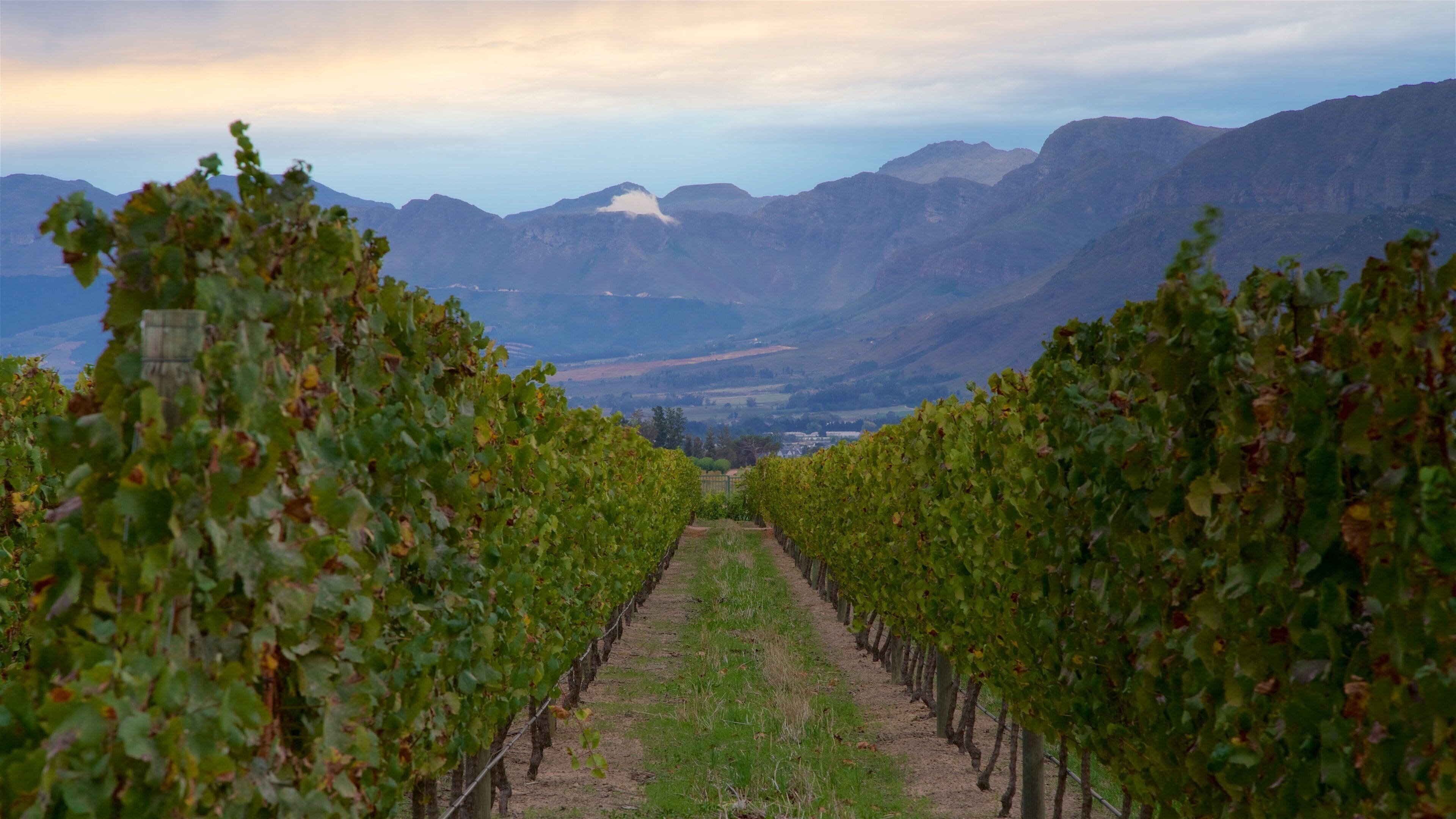 A vineyard with rows of grapevines extending towards a mountainous backdrop.