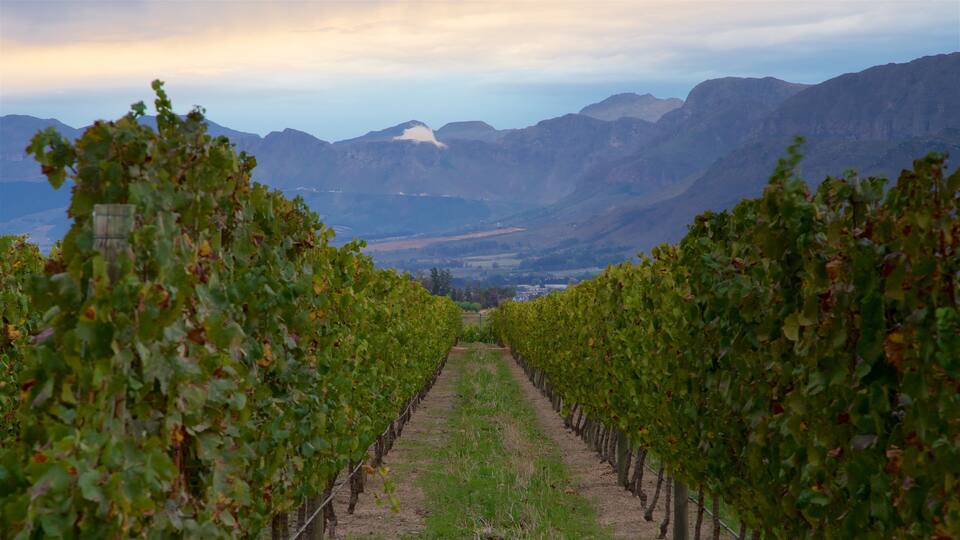 A vineyard with rows of grapevines extending towards a mountainous backdrop.
