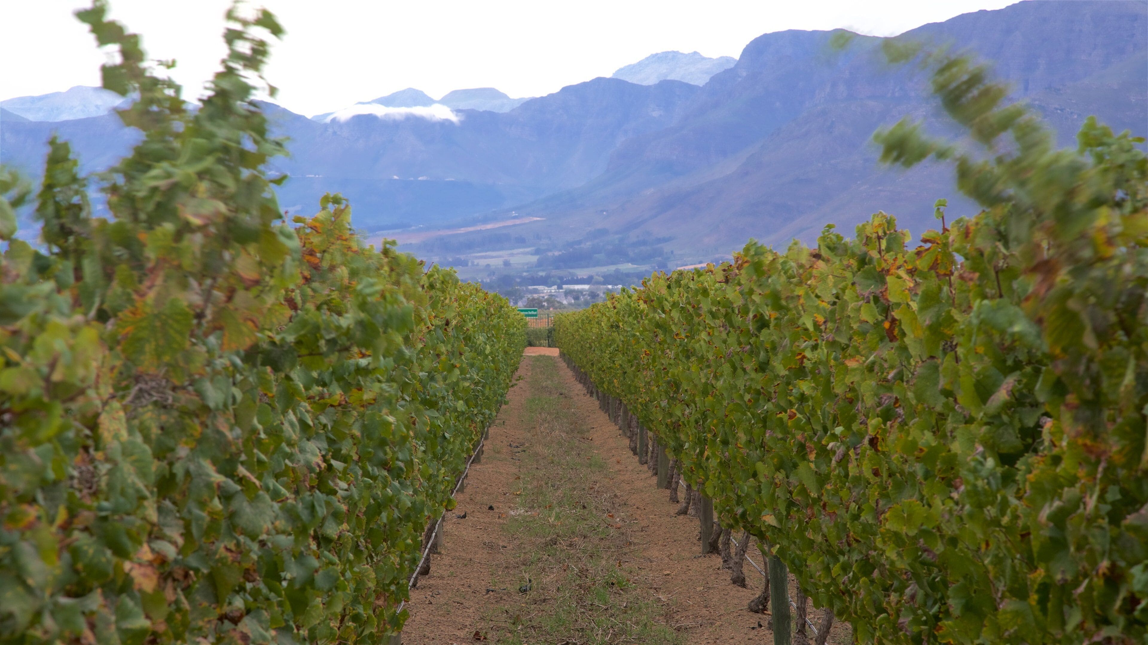 A vineyard with rows of grapevines extending towards a valley with mountains in the background.