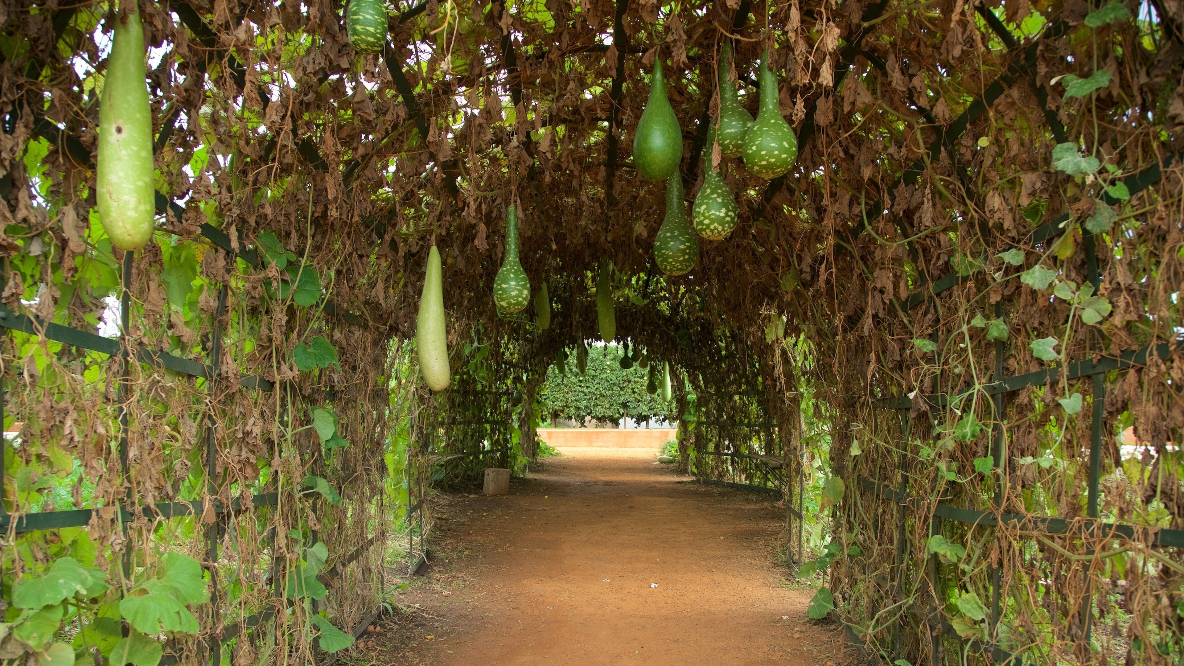 Babylonstoren showing a garden