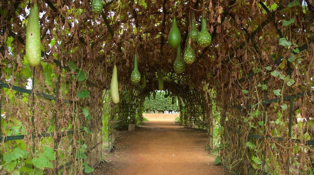 Babylonstoren showing a garden
