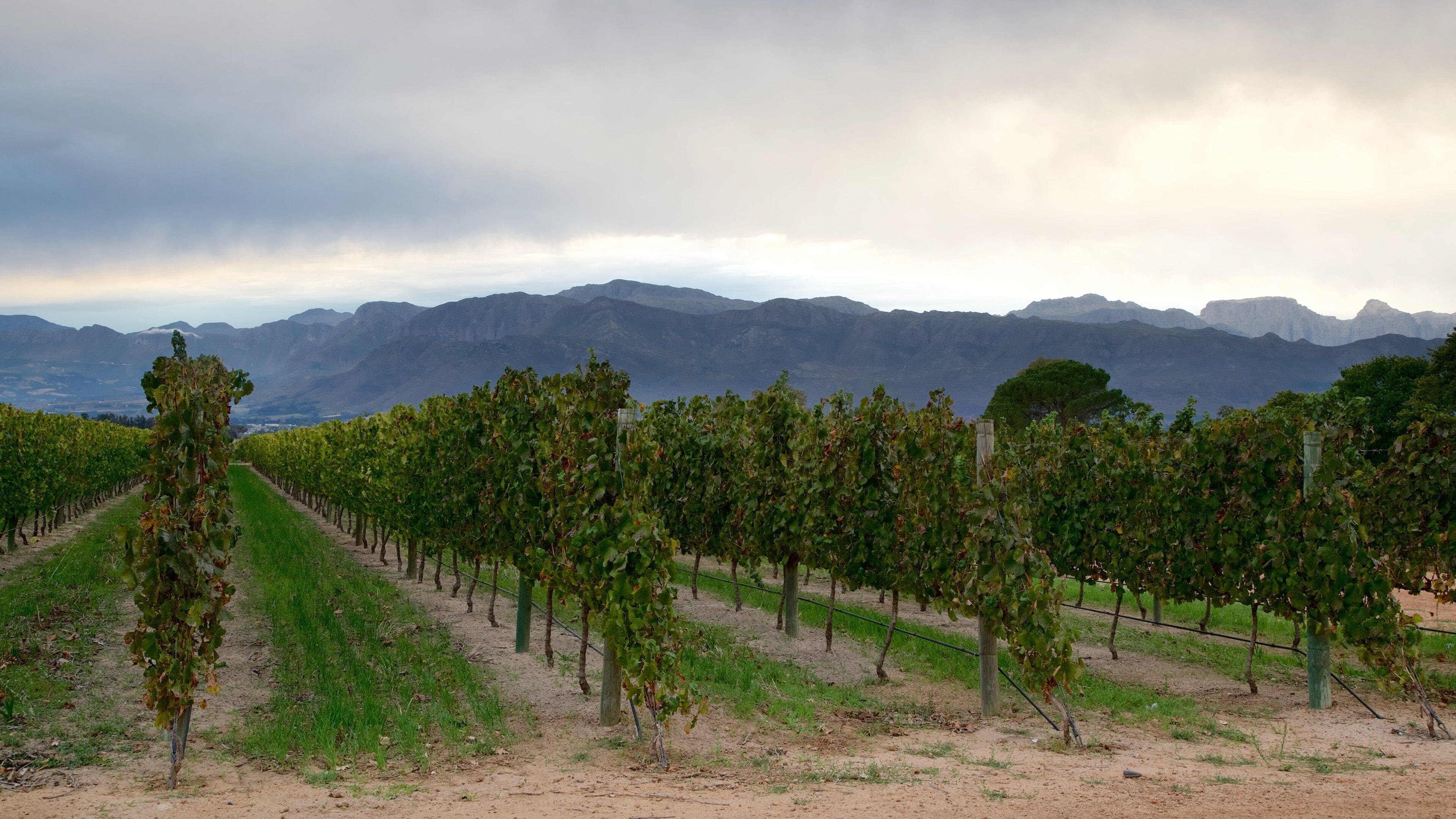 A vineyard with rows of grapevines and mountains in the background.
