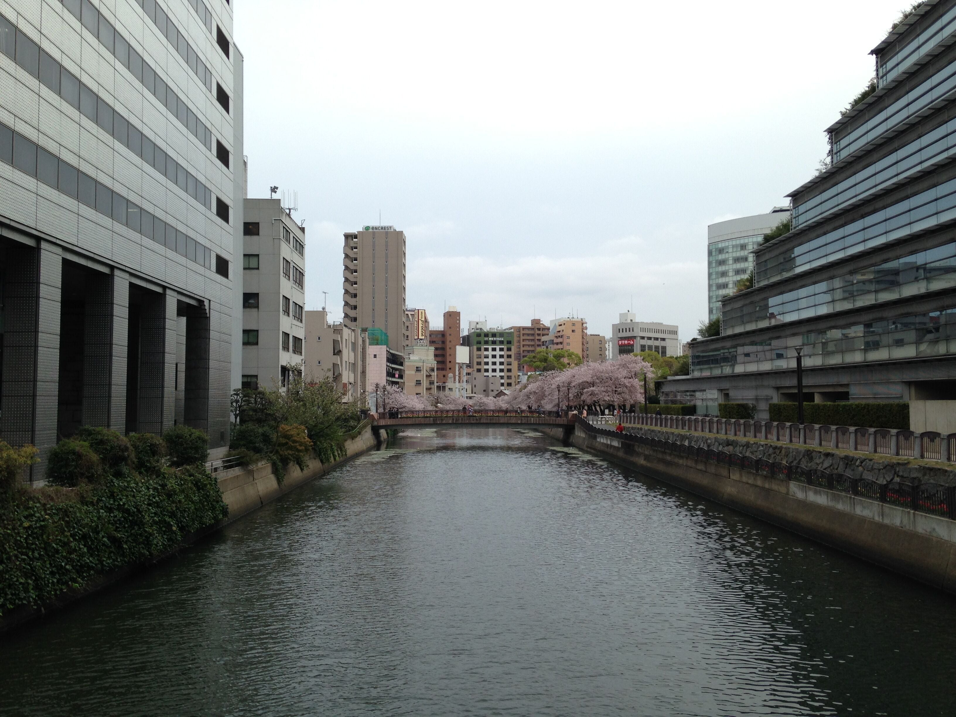 天神橋より望む薬院新川(天神中央公園方面)