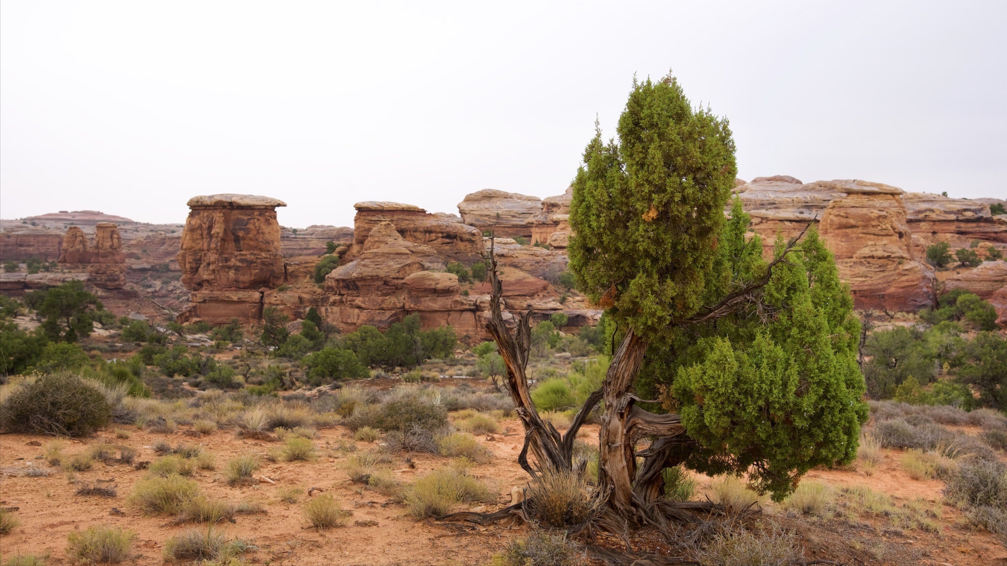 Big Spring Canyon Overlook which includes a gorge or canyon and desert views