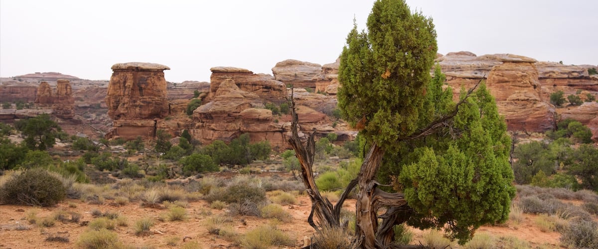 Big Spring Canyon Overlook which includes a gorge or canyon and desert views