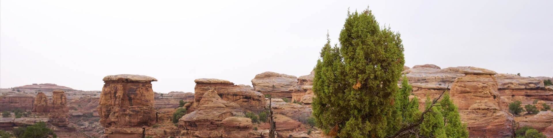 Big Spring Canyon Overlook which includes a gorge or canyon and desert views