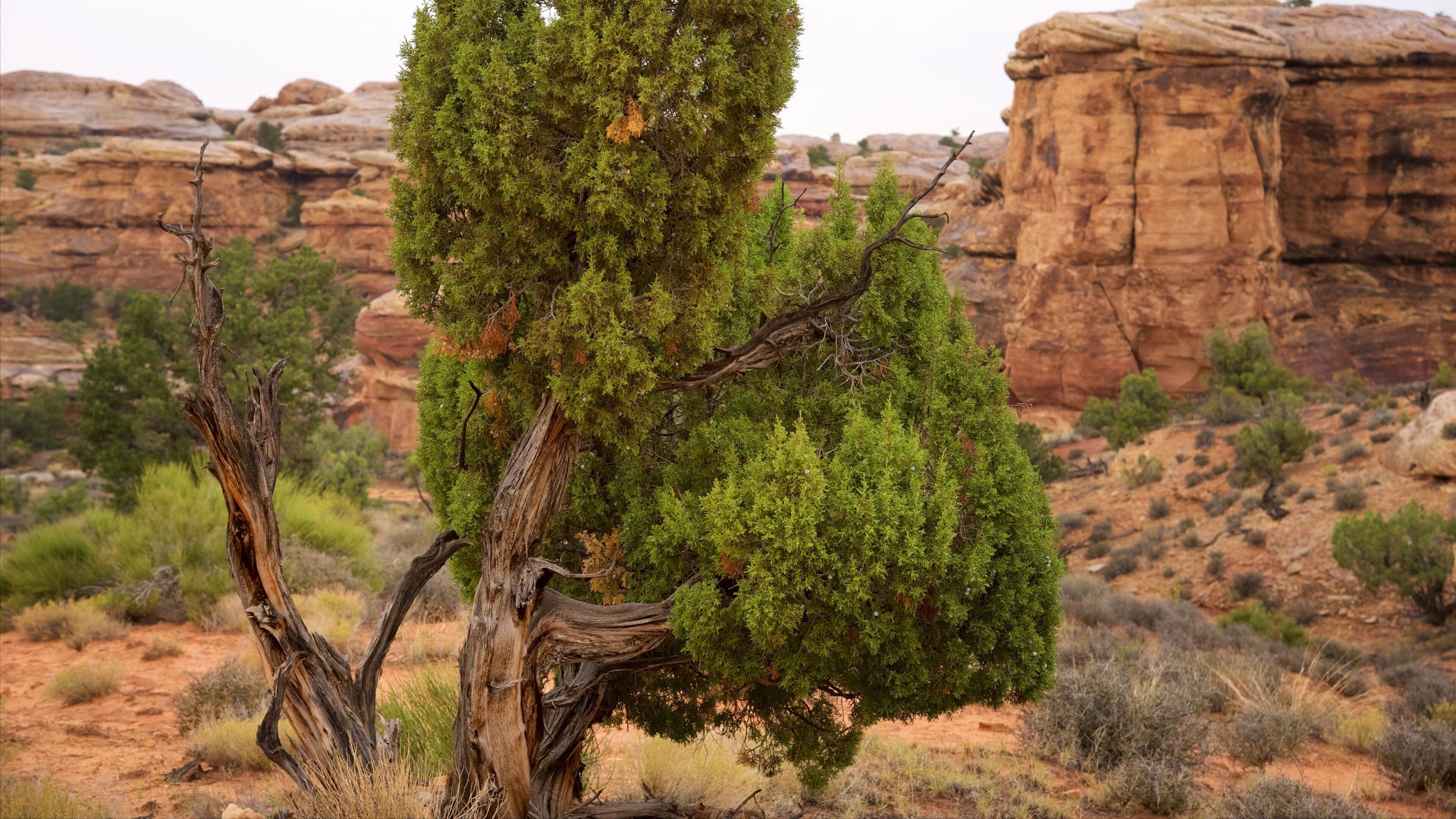 Moab bevat vredige uitzichten en een kloof of ravijn