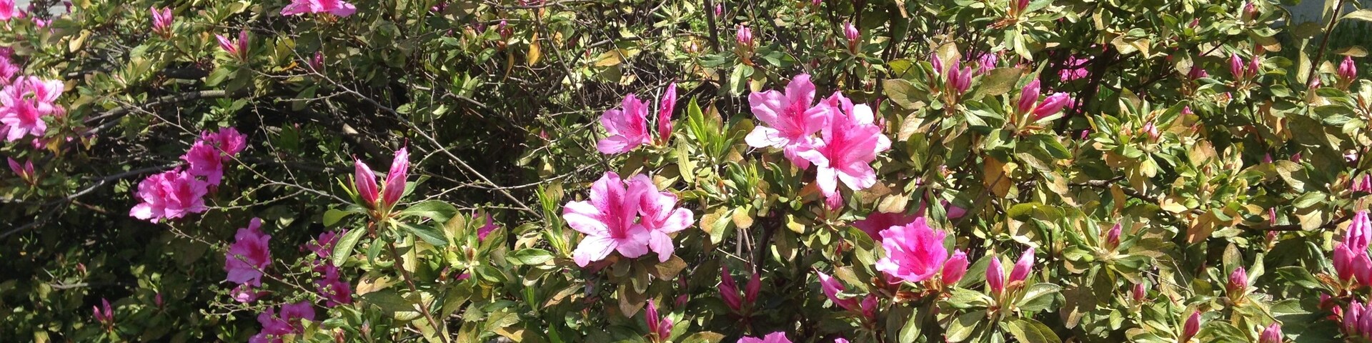 九州大学箱崎キャンパスのツツジ